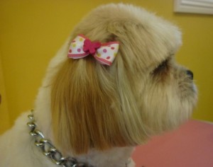 Bella Harper-Head 2_copy