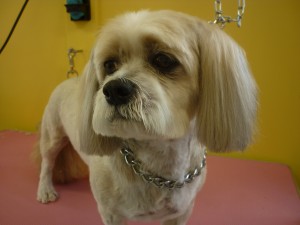 "Hugo" - After